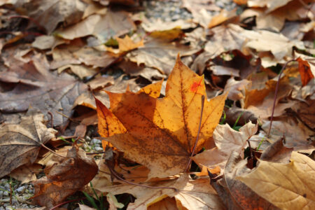 Garden Soil Preparation in Fall Image